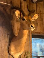 Impala opgezet preparaat antilope afrika, Verzamelen, Dierenverzamelingen, Ophalen, Zo goed als nieuw, Opgezet dier