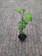 🌺 Te koop: Prachtige Tuinhibiscus / Chinese Roos 🌺, Tuin en Terras, Planten | Tuinplanten, Vaste plant, Halfschaduw, Zomer, Ophalen