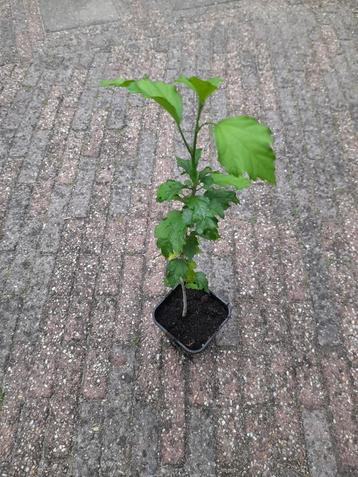 🌺 Te koop: Prachtige Tuinhibiscus / Chinese Roos 🌺 beschikbaar voor biedingen