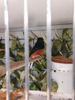 Te koop shama lijster man, Dieren en Toebehoren, Vogels | Overige Vogels, Mannelijk, Tropenvogel
