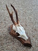 Gewei reebok, Verzamelen, Ophalen of Verzenden, Gebruikt, Hert, Gewei of Kop