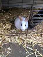 Lief konijntje, Dieren en Toebehoren, Konijnen, Mannelijk, Middelgroot, 0 tot 2 jaar