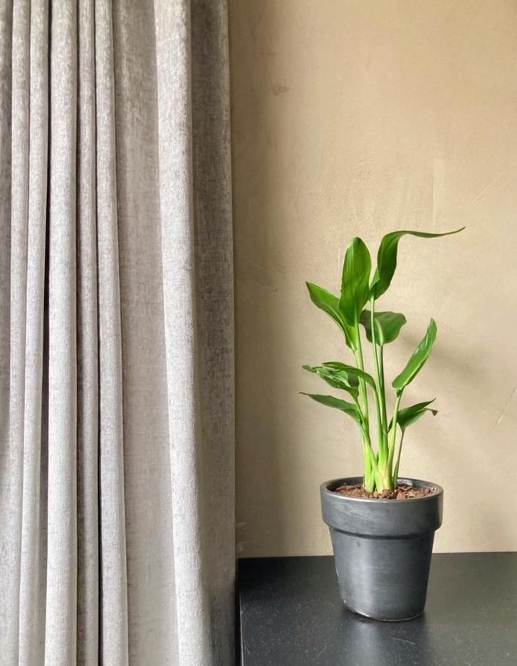 Platinum velours luxury gordijnen op maat, Huis en Inrichting, Stoffering | Gordijnen en Lamellen, Nieuw, 200 cm of meer, 200 cm of meer