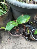 bananenplant, Tuin en Terras, Planten | Tuinplanten, Ophalen, Overige soorten, Volle zon