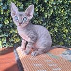 Devon Rex kittens beschikbaar 1550e, Dieren en Toebehoren, Meerdere dieren, Gechipt, 0 tot 2 jaar
