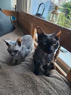 2 Devon Rex katers, Dieren en Toebehoren, Katten en Kittens | Raskatten | Korthaar, Kater, Gechipt, 6 jaar of ouder