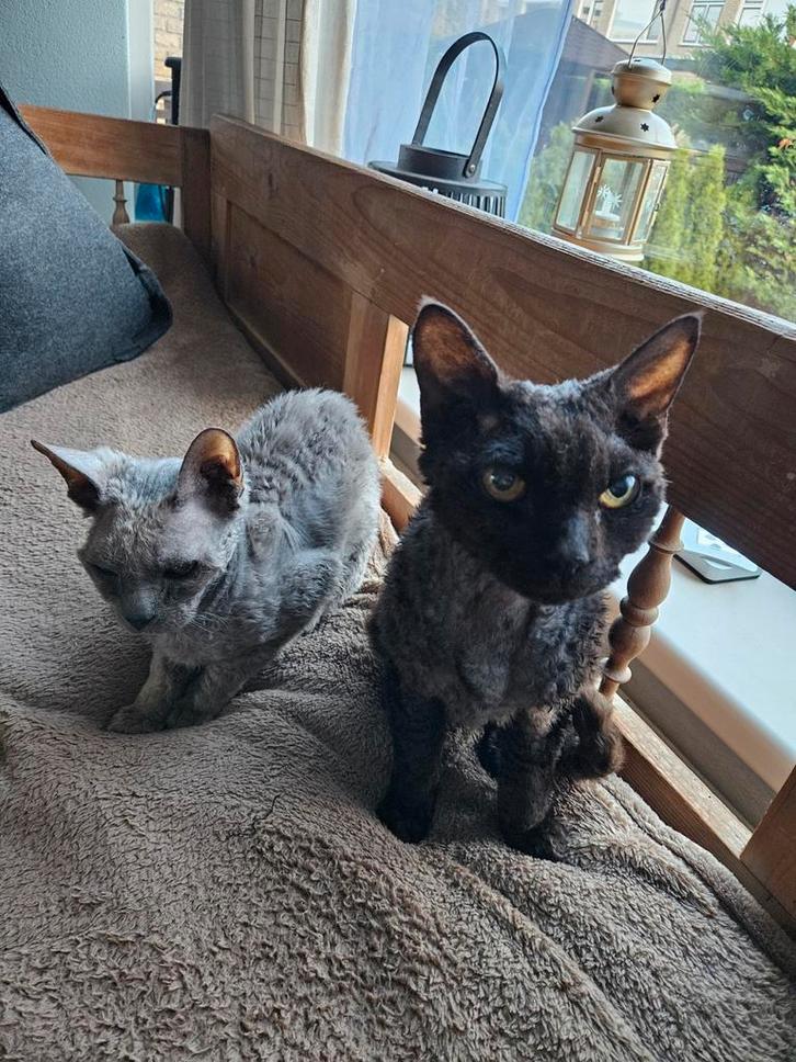 2 Devon Rex katers, Dieren en Toebehoren, Katten en Kittens | Raskatten | Korthaar, Kater, 6 jaar of ouder, Met stamboom, Gechipt