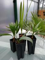 Palmboom Set winterhard 0.7L Jubaea Sabal Takil, Zomer, Vaste plant, Ophalen of Verzenden, Overige soorten