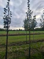 mooi tilia cordata roelvo boom, Ophalen, Volle zon, 400 cm of meer