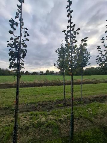 mooi tilia cordata roelvo boom beschikbaar voor biedingen
