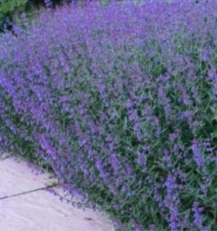 Nepeta Kattenkruid Walkers Low, vaste plant, bodembedekker, Tuin en Terras, Planten | Tuinplanten, Vaste plant, Bodembedekkers