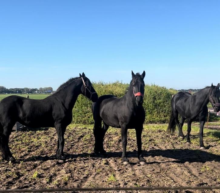 Paardenboxen huren 17min van Almere, Dieren en Toebehoren, Paarden