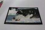 Honden Postkaart - Siberian Husky ligt in Sneeuw, kijkt Ital, Verzenden, 1980 tot heden, Ongelopen, Hond of Kat