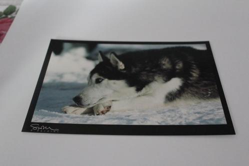 Honden Postkaart - Siberian Husky ligt in Sneeuw, kijkt Ital, Verzamelen, Ansichtkaarten | Dieren, Ongelopen, 1980 tot heden, Hond of Kat