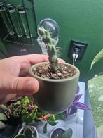 Winterharde cactus, Ophalen, Cactus, Volle zon, Minder dan 100 cm