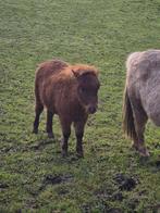 Leuk hengstveulen, Dieren en Toebehoren, Overige Dieren, Juli, Mannelijk