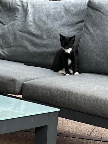 2 kittens 15 weken beschikbaar voor biedingen