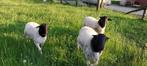 Dorper stamboek lammeren rammen fokrammen, Mannelijk, Schaap, 0 tot 2 jaar
