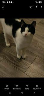 Kater 5 jaar  2 poezen anderhalf, Dieren en Toebehoren, Katten en Kittens | Overige Katten, Meerdere dieren, Kortharig, 3 tot 5 jaar