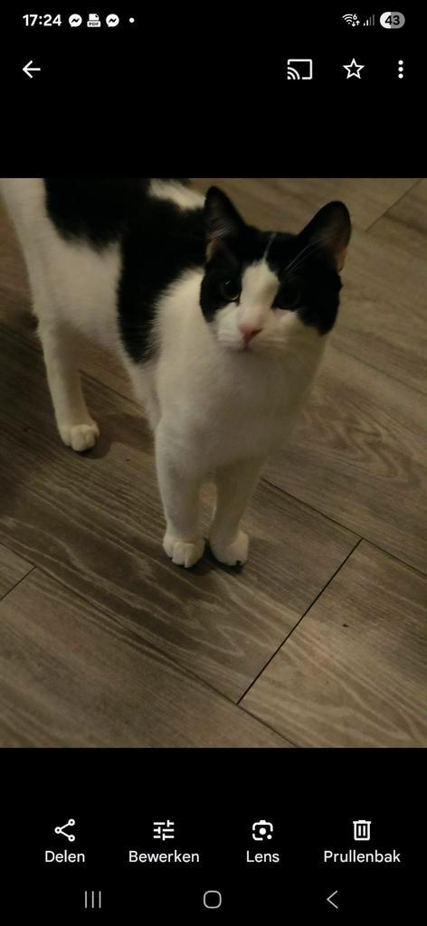 Kater 5 jaar, Dieren en Toebehoren, Katten en Kittens | Overige Katten, Kortharig, Kater, 3 tot 5 jaar