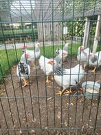 Kuiken, Dieren en Toebehoren, Pluimvee, Meerdere dieren, Kip