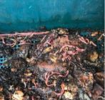 Tijgerwormen voor wormenhotel / compostbak (250gr voor €10), Ophalen of Verzenden, Overige typen