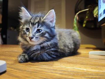5 schitterende kittens! beschikbaar voor biedingen