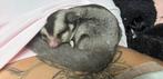 Sugargliders, Dieren en Toebehoren, Januari, Vrouwelijk