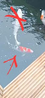 Koi karper, Dieren en Toebehoren, Vissen | Vijvervissen