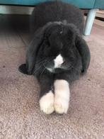 Lieve en sociale Franse Hangoor Ram, Dieren en Toebehoren, Mannelijk, Groot, Hangoor, 0 tot 2 jaar