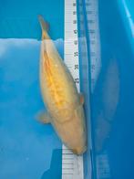 Koi karper, Karper of Koi