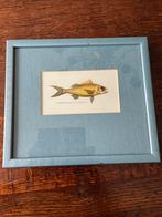 Prent met vis., Antiek en Kunst, Kunst | Etsen en Gravures, Ophalen of Verzenden