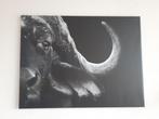 Fotocanvas, Ophalen, 50 tot 75 cm, Zo goed als nieuw, 75 tot 100 cm