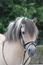 Lieve Fjord merrie 23 jaar coaching/weidemaatje, Dieren en Toebehoren, 11 jaar of ouder, Merrie, D pony (1.37m tot 1.48m), Recreatiepony