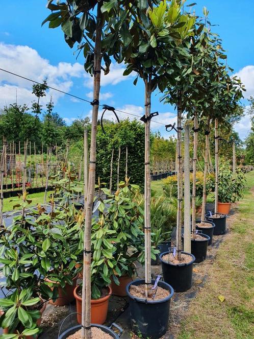 Magnolia grandiflora Goliath hoogstam / wintergroen ‼, Tuin en Terras, Planten | Bomen, Bolboom, 400 cm of meer, Volle zon, Zomer