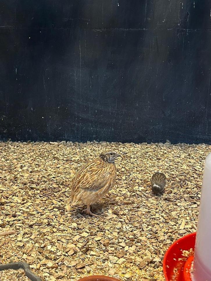 Japanse kwartels, Dieren en Toebehoren, Pluimvee, Overige soorten, Meerdere dieren