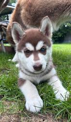 3 prachtige husky pups, CDV (hondenziekte), 8 tot 15 weken, Poolhond, Meerdere