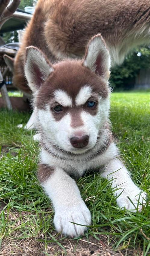 3 prachtige husky pups, Dieren en Toebehoren, Honden | Poolhonden, Keeshonden en Oertypen, Meerdere dieren, Poolhond, Particulier