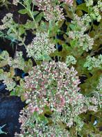 Sedum Herbstfreude, Ophalen, Zomer, Vaste plant, Overige soorten