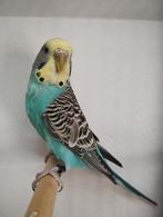 Grasparkieten, Dieren en Toebehoren, Meerdere dieren, Parkiet, Geringd