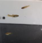 Guppies te koop, Dieren en Toebehoren, Vissen | Aquariumvissen, Vis, Zoetwatervis