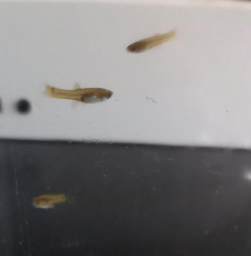 Guppies te koop, Dieren en Toebehoren, Vissen | Aquariumvissen, Zoetwatervis, Vis