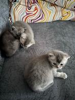 Britse korthaar kittens *Alleen kater beschikbaar*, Meerdere dieren, 0 tot 2 jaar