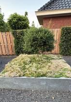Sedum matten mooie bodembedekking in uw tuin, Ophalen of Verzenden, Zomer, Volle zon