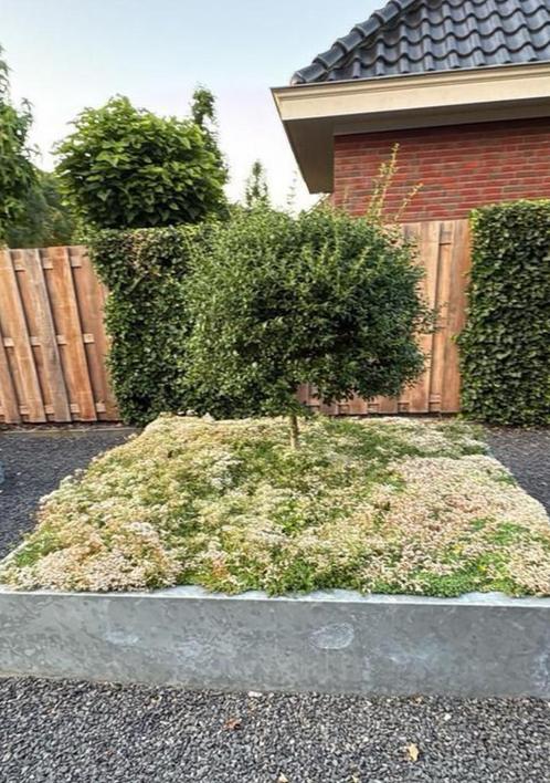Sedum matten mooie bodembedekking in uw tuin, Tuin en Terras, Planten | Tuinplanten, Volle zon, Zomer, Ophalen of Verzenden
