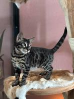 Raszuivere bengaal kittens mogen verhuizen, Dieren en Toebehoren, Katten en Kittens | Raskatten | Korthaar, Meerdere dieren, Gechipt