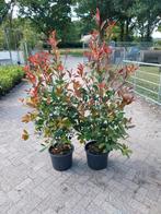 Photinia Red Robin 125-150 cm in pot, Overige soorten, Lente, 100 tot 250 cm, Ophalen