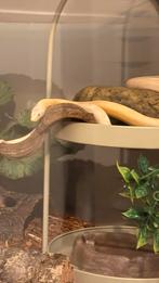 Pantherophis guttatus, ideale kweekman of huisdier, Slang, 0 tot 2 jaar