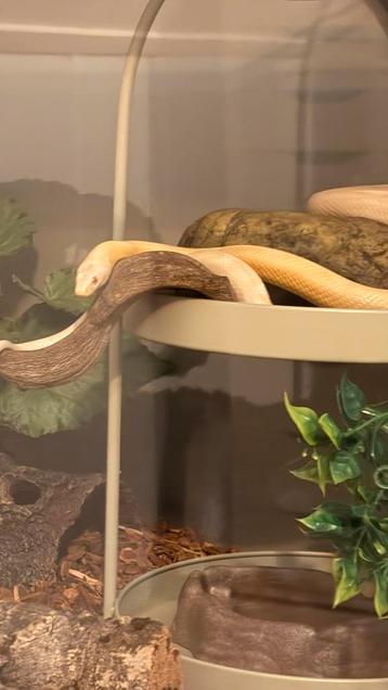 Pantherophis guttatus, ideale kweekman of huisdier beschikbaar voor biedingen