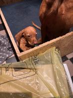 Vizsla pup, Parvo, Overige rassen, 8 tot 15 weken, Teef